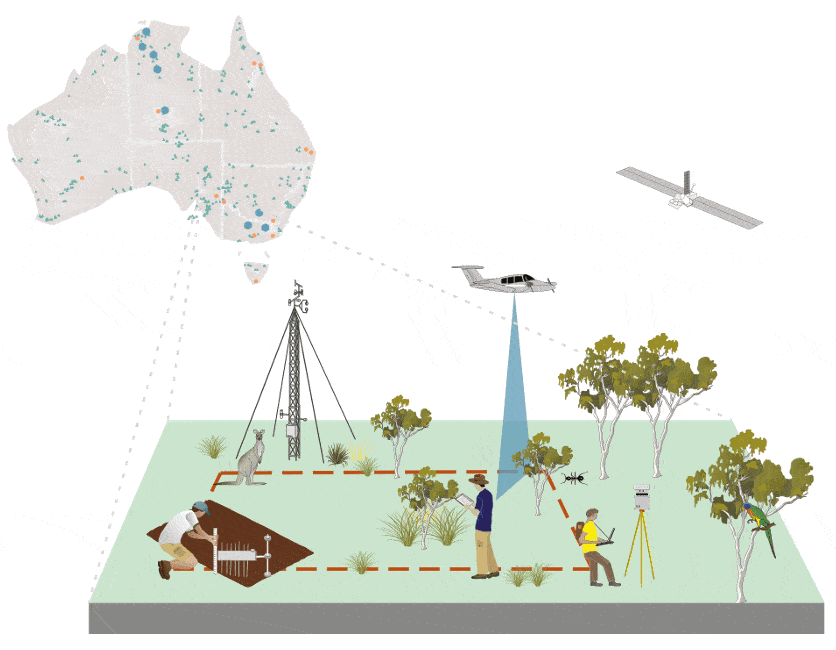 Data collecting in nature infographic | Featured Image for Ecological Research & Environmental Monitoring Data Source Page by TERN.