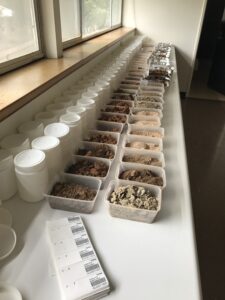 Large collection of soils drying at Waite research area | Featured Image for Monitoring the Impacts of Bushfires on Soils page by TERN.