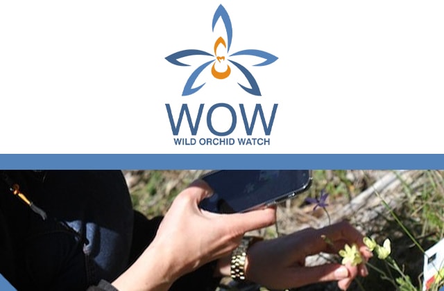 Wild Orchid Watch Logo | Featured Image for Projects page by TERN.